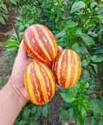 Πεπόνι ''Rich Sweetness'' - Image 2