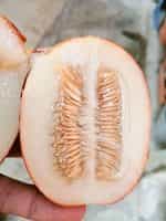 Πεπόνι ''Rich Sweetness'' - Image 5