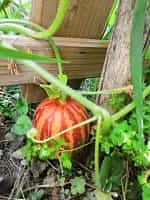 Πεπόνι ''Rich Sweetness'' - Image 6