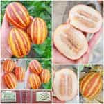 Πεπόνι ''Rich Sweetness''