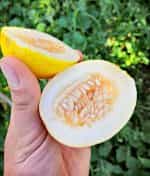 Πεπόνι ''Mango'' - Image 2