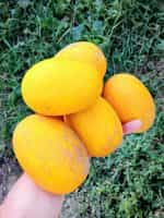 Πεπόνι ''Mango'' - Image 3