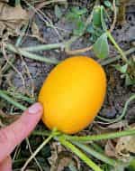 Πεπόνι ''Mango'' - Image 4