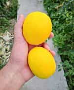 Πεπόνι ''Mango'' - Image 5