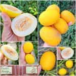 Πεπόνι ''Mango''