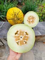 Πεπόνι Ντόπιο Θράκης Παραδοσιακό - Image 2