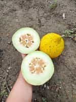 Πεπόνι Ντόπιο Θράκης Παραδοσιακό - Image 3