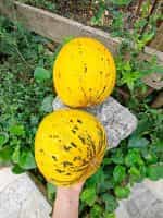 Πεπόνι Ντόπιο Θράκης Παραδοσιακό - Image 4