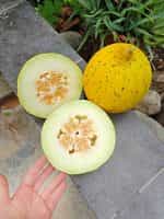 Πεπόνι Ντόπιο Θράκης Παραδοσιακό - Image 5