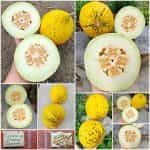 Πεπόνι Ντόπιο Θράκης Παραδοσιακό