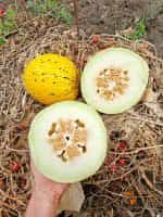 Πεπόνι ''Turkish Leopard'' - Image 2