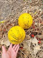 Πεπόνι ''Turkish Leopard'' - Image 3