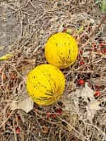 Πεπόνι ''Turkish Leopard'' - Image 4