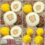 Πεπόνι ''Turkish Leopard''