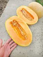 Πεπόνι ''Ananas'' Παραδοσιακό - Image 2