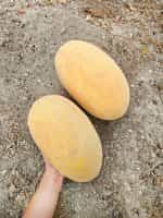 Πεπόνι ''Ananas'' Παραδοσιακό - Image 3