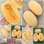 Πεπόνι ''Ananas'' Παραδοσιακό