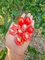 Ντοματίνι ''Principe Borghese'' - Image 2