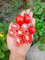 Ντοματίνι ''Principe Borghese'' - Image 3