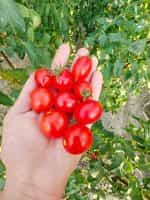 Ντοματίνι ''Principe Borghese'' - Image 4