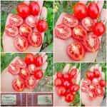 Ντοματίνι ''Principe Borghese''