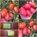 Ντομάτα Νάνα ''Ροζ Φλαμίνγκο''