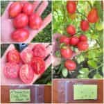 Ντοματίνι Ροζ Βελανίδι ''Chio Chio San''