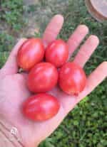 Ντοματίνι Ροζ Βελανίδι ''Chio Chio San'' - Image 2