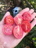 Ντοματίνι Ροζ Βελανίδι ''Chio Chio San'' - Image 3