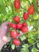 Ντοματίνι Ροζ Βελανίδι ''Chio Chio San'' - Image 4