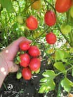 Ντοματίνι Ροζ Βελανίδι ''Chio Chio San'' - Image 5