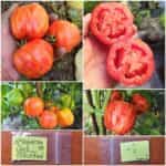 Ντομάτα ''Get Stuffed''