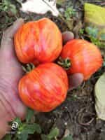 Ντομάτα ''Get Stuffed'' - Image 2