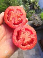 Ντομάτα ''Get Stuffed'' - Image 3