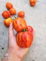 Ντομάτα ''Get Stuffed'' - Image 4