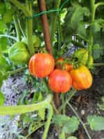 Ντομάτα ''Get Stuffed'' - Image 5