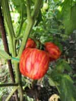 Ντομάτα ''Get Stuffed'' - Image 6