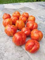 Ντομάτα ''Get Stuffed'' - Image 7