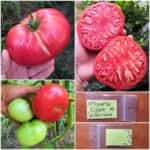 Ντομάτα Γίγας ''Rosa De Barbastro''