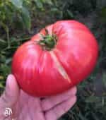 Ντομάτα Γίγας ''Rosa De Barbastro'' - Image 2