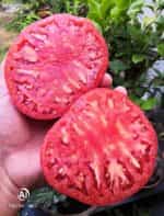 Ντομάτα Γίγας ''Rosa De Barbastro'' - Image 3