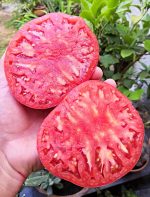 Ντομάτα ''Rosa De Barbastro'' Γίγας Παραδοσιακή - Image 3