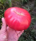 Ντομάτα Γίγας ''Rosa De Barbastro'' - Image 4