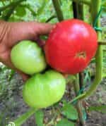 Ντομάτα Γίγας ''Rosa De Barbastro'' - Image 5