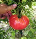 Ντομάτα Γίγας ''Rosa De Barbastro'' - Image 6