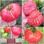 Ντομάτα ''Rosa De Barbastro'' Γίγας Παραδοσιακή