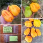 Ντομάτα Κίτρινη ''Drapee''