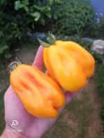 Ντομάτα Κίτρινη ''Drapee'' - Image 2