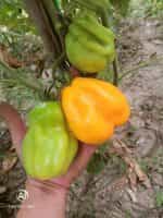 Ντομάτα Κίτρινη ''Drapee'' - Image 3