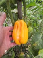 Ντομάτα Κίτρινη ''Drapee'' - Image 4